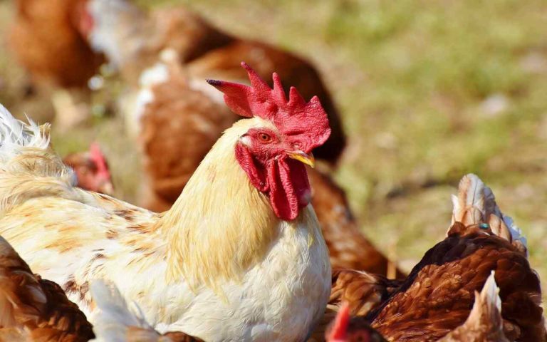 Aviaria, negli Usa una vera strage di polli e tacchini