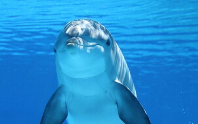Giornata Mondiale dei Delfini: come proteggere il cetaceo sempre più a rischio in Italia