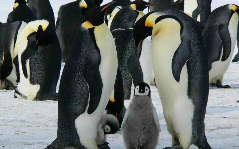 Giornata Mondiale dei Pinguini: le conseguenze del cambiamento climatico