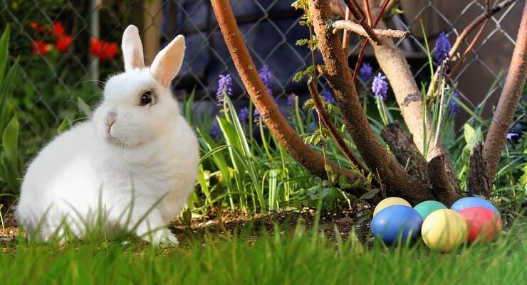 Pasqua coniglio