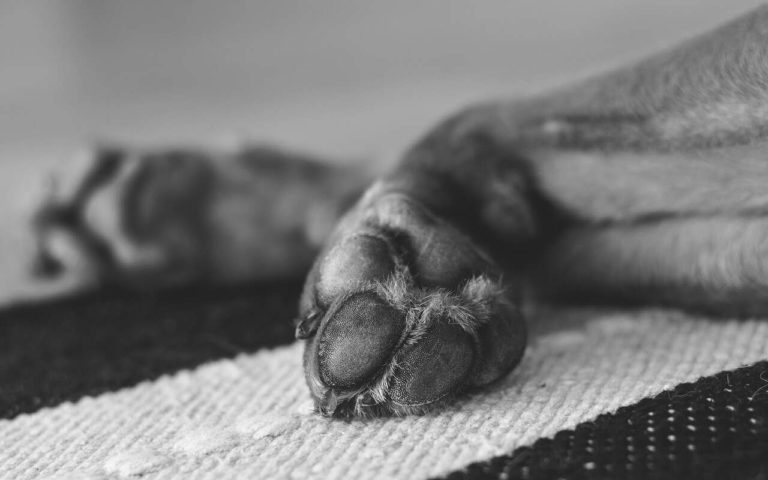 Ucraina, strage al canile di Borodyanka: centinaia di cani trovati senza vita