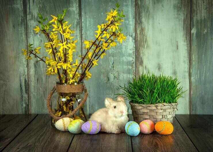coniglio Pasqua