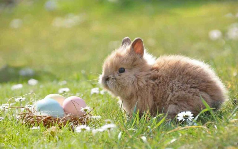 Coniglio simbolo della Pasqua: le origini di questa tradizione