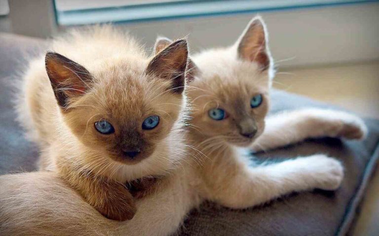I gatti che vivono insieme si riconoscerebbero dal nome