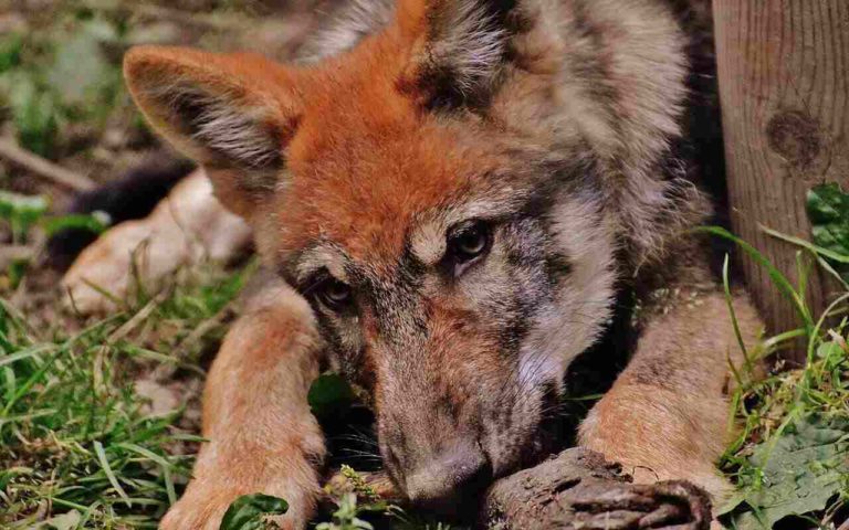 Nati 6 cuccioli di lupo rosso: una specie estremamente rara [FOTO]