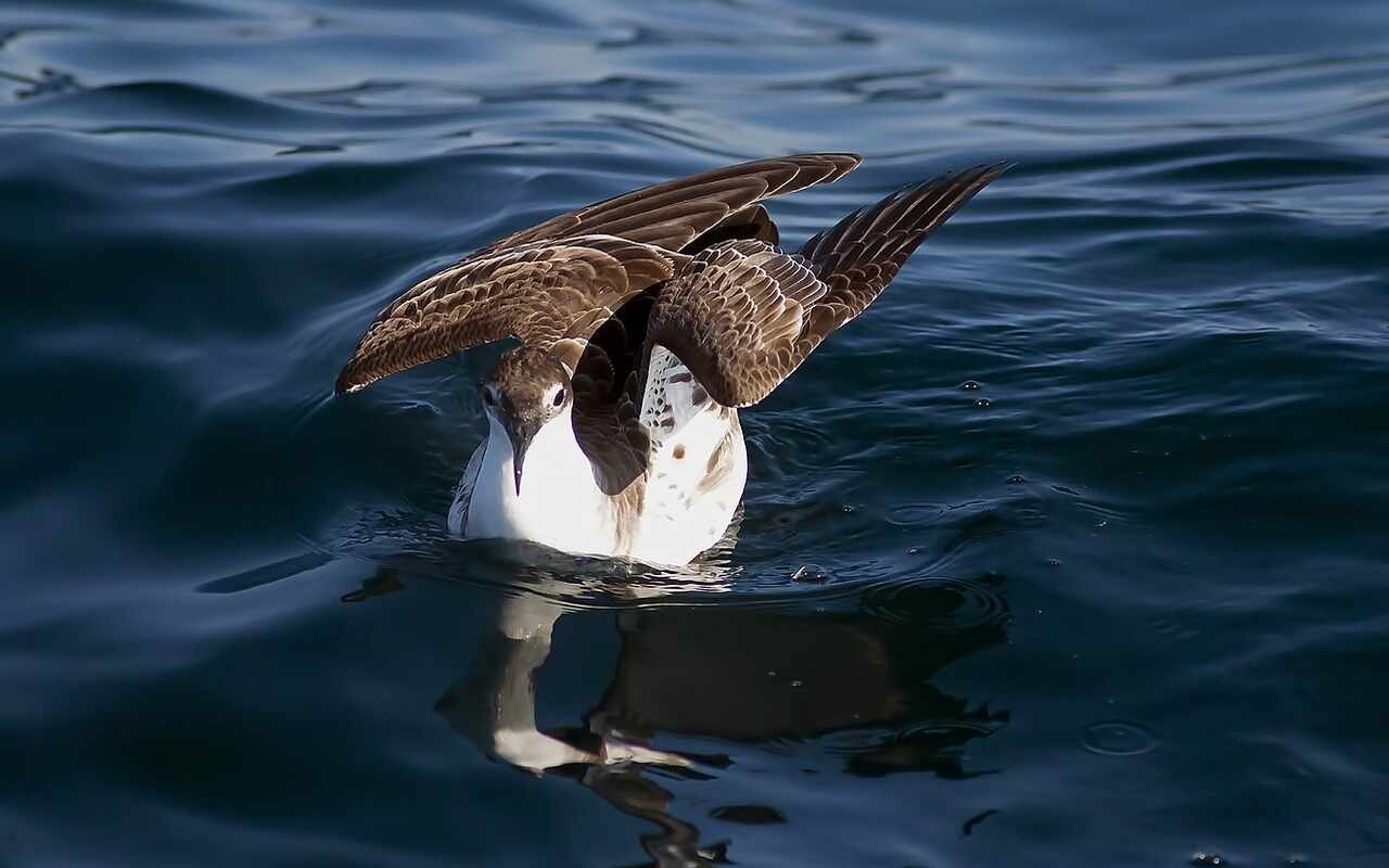 pesca accidentale specie a rischio