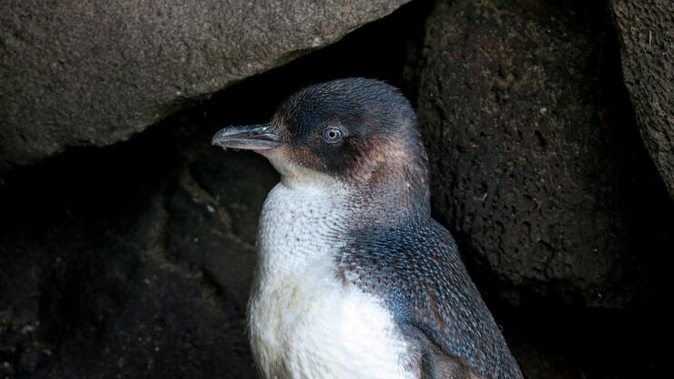 pinguino Australia