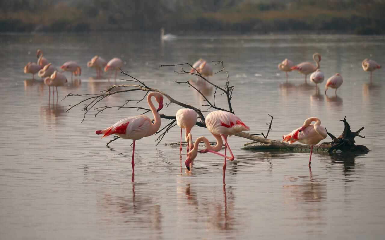 stagione nascita fenicotteri rosa