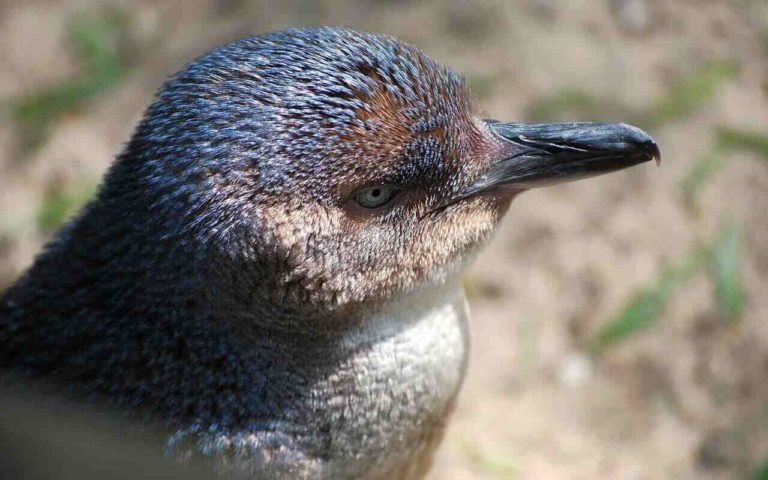 Strage di pinguini in Australia: tantissimi trovati senza testa