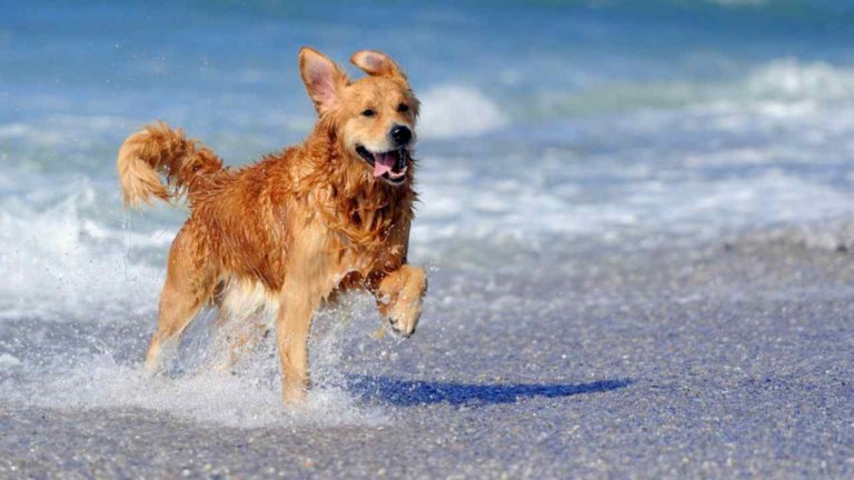Cane in spiaggia: si attiva il “Telefono Amico” per gli amici a quattro zampe