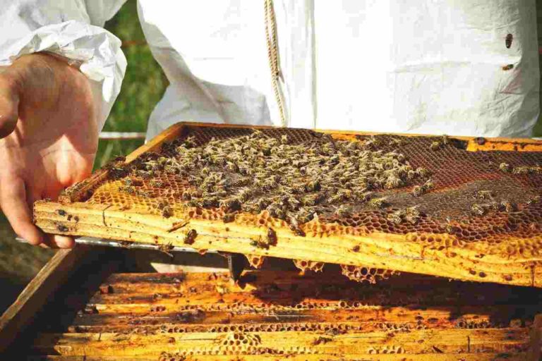Giornata Mondiale delle Api, arriva un progetto che tutela le api e l’ambiente
