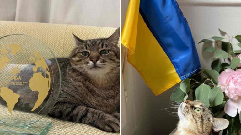 Stepan: il gatto influencer che chiede aiuto per i bambini ucraini