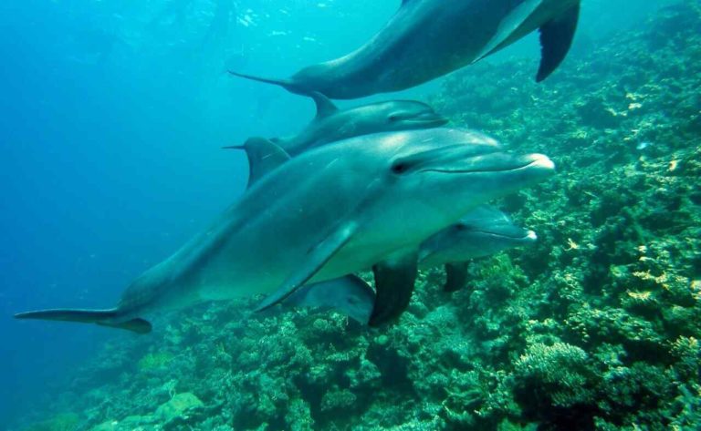 Guerra in Ucraina: probabile strage di delfini