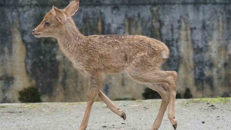 Bambi, ad Odessa nasce un cucciolo di cervo