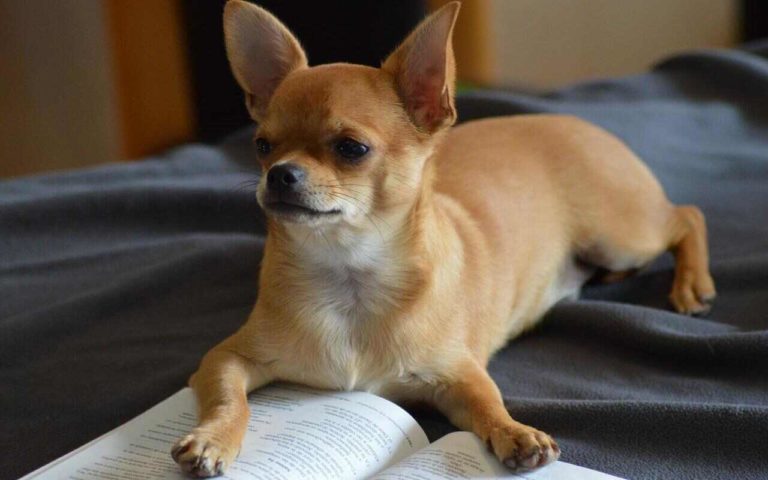 TobyKeith, ecco chi è il Chihuahua più vecchio del mondo [VIDEO]