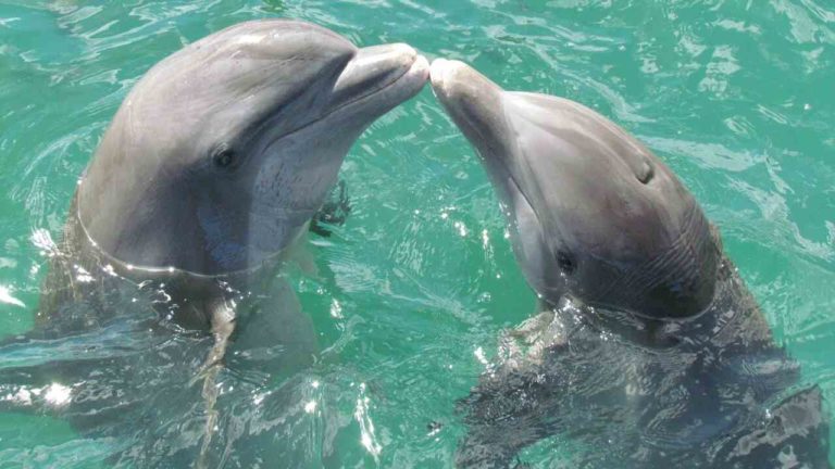 I delfini si auto-medicano: ecco come guariscono le loro ferite