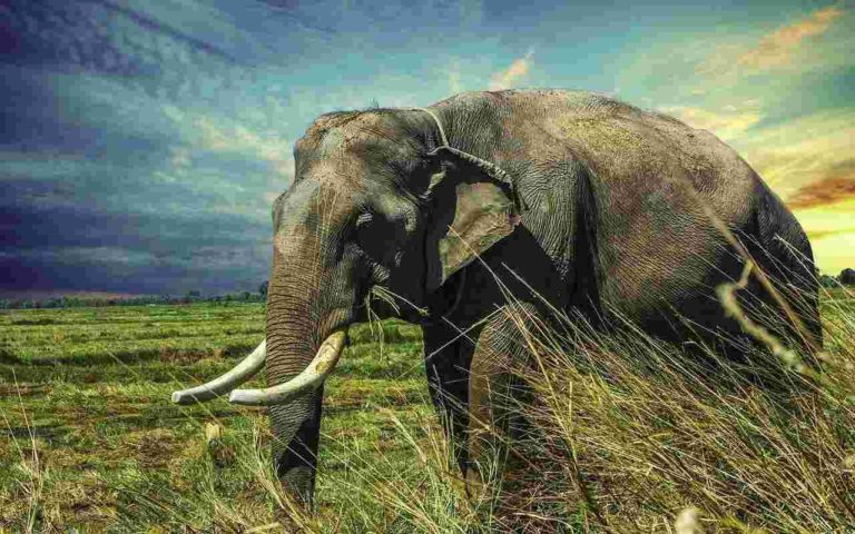 Addio a Tolstoj, il Kenya perde uno dei suoi animali simbolo