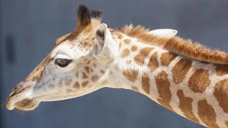 Msituni, la piccola giraffa tornata a camminare con un intervento speciale