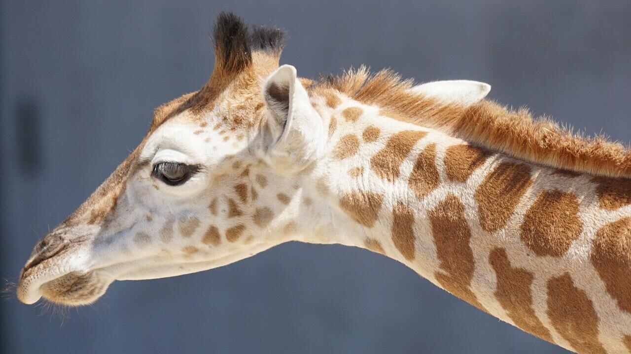 giraffa velvetpets