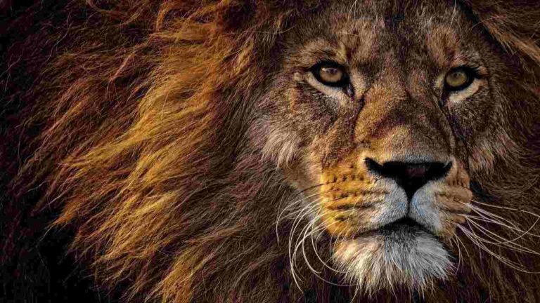 La storia di Simba: il leone salvato dalla guerra in Ucraina