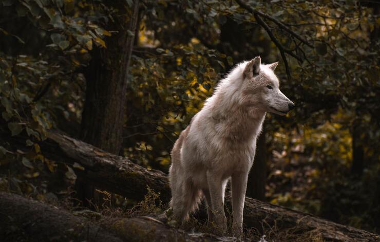 lupo bianco