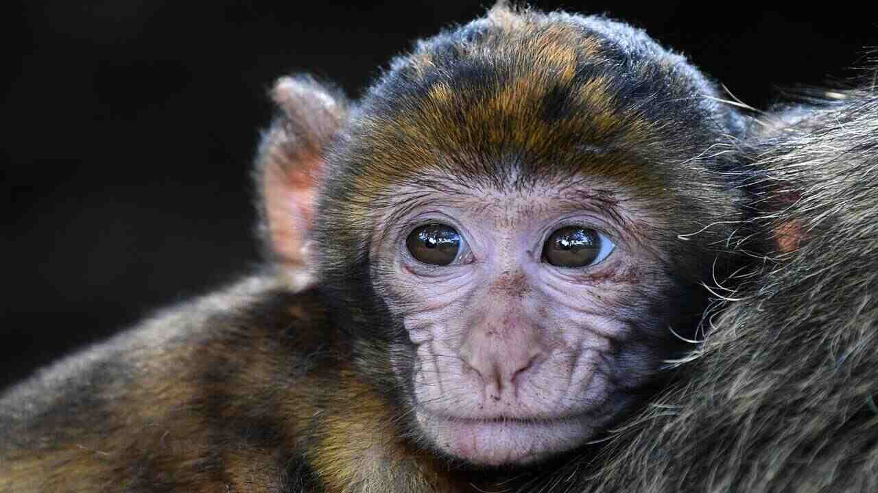 macaco vivisezione