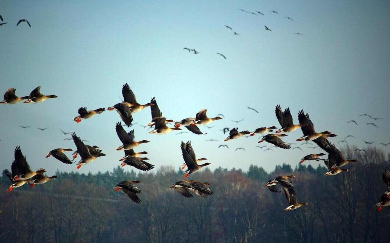 uccelli migratori