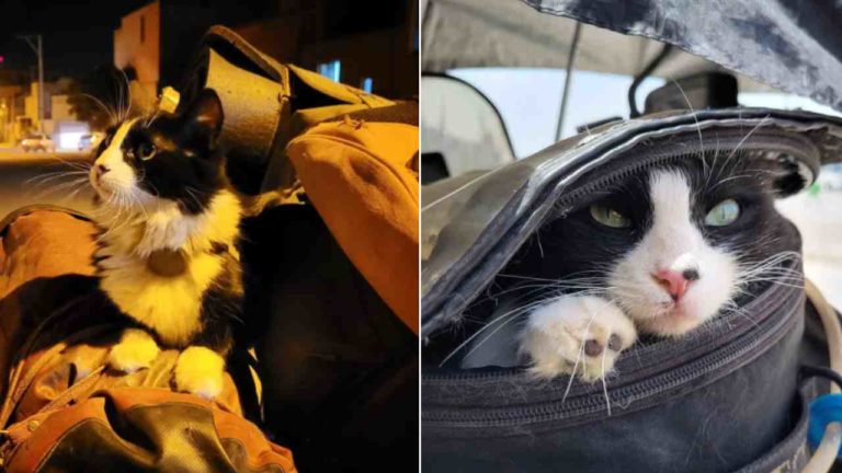 La storia di Mogli: il gatto che da randagio è diventato “viaggiatore per il mondo”