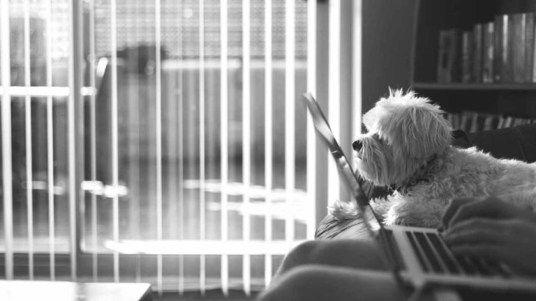 Giornata Mondiale del Cane in Ufficio: possibile renderla una vera abitudine