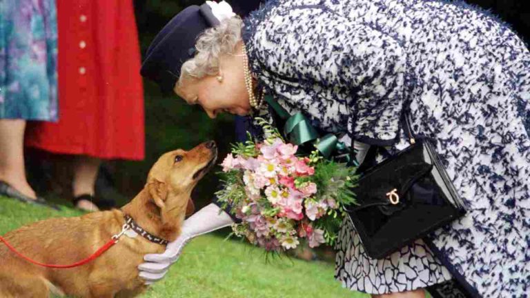 Regina Elisabetta, che fine faranno i suoi cani quando morirà?