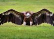 avvoltoio Abruzzo