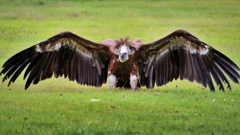 Rarissimo avvoltoio di 3 metri avvistato in Abbruzzo: le ipotesi sulla provenienza