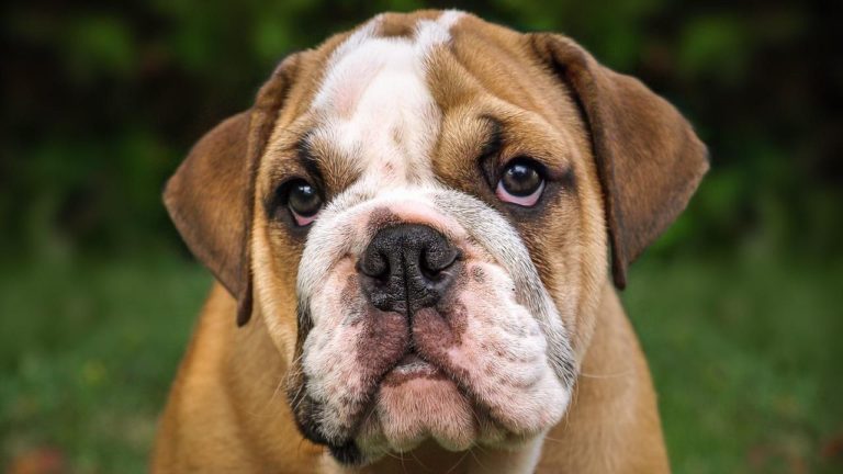 Urge cambiare le caratteristiche fisiche dei Bulldog: il parere dei veterinari