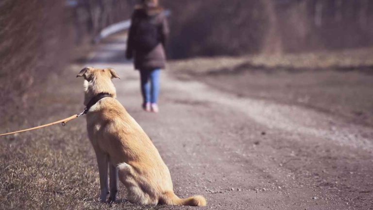 Estate e abbandono dei cani: come è punito il reato
