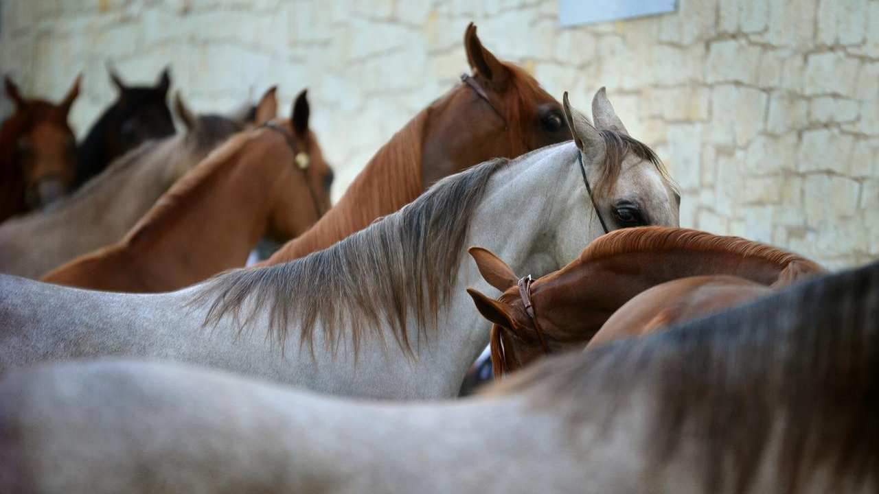cavalli morti in Toscana