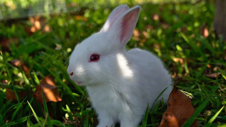 La storia del coniglio Fluo, imbrattato con la vernice
