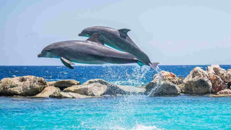 I delfini riconoscono gli amici anche dal senso del gusto