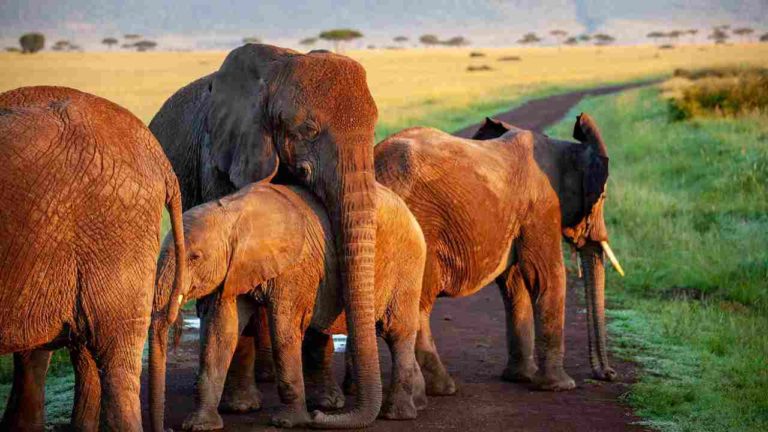 Evento rarissimo in Kenya, mamma elefante compie un gesto “prodigioso”