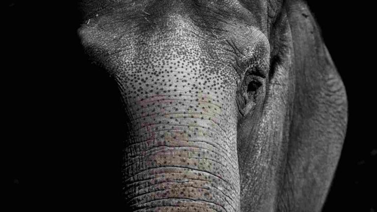 Conclusa la “battaglia legale” dell’elefantessa Happy: la sentenza definitiva