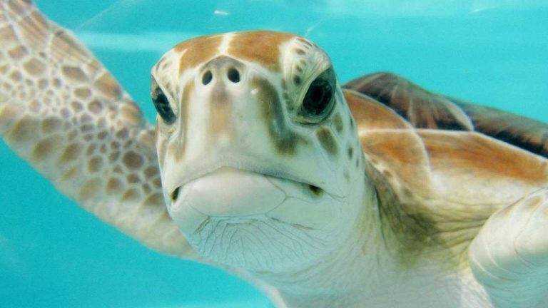 Dalle tartarughe marine arriva l’elisir di lunga vita