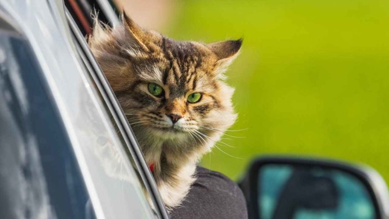 Viaggiare con i gatti: cose importanti da sapere prima e durante il tragitto