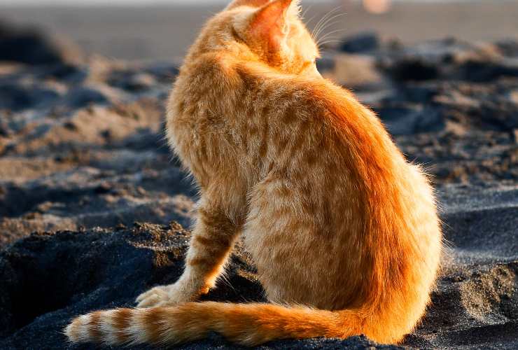 gatto spiaggia