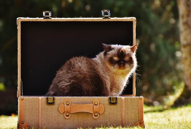 gatto valigia
