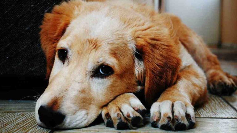 Maltrattamento: dopo due anni la sentenza definitiva per la morte del cane Lillo
