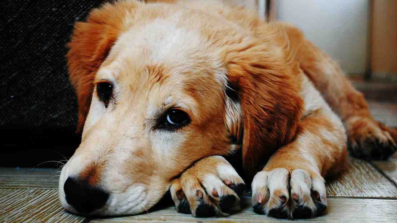 maltrattamento condanna morte cane