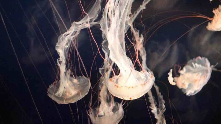 Allarme meduse luminose in Salento: cosa accade sulla costa Ionica