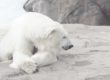 orso polare ghiaccio