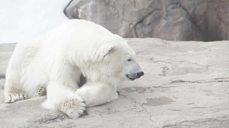 Gli orsi polari si abituano a vivere senza ghiaccio: ma non è positivo come sembra