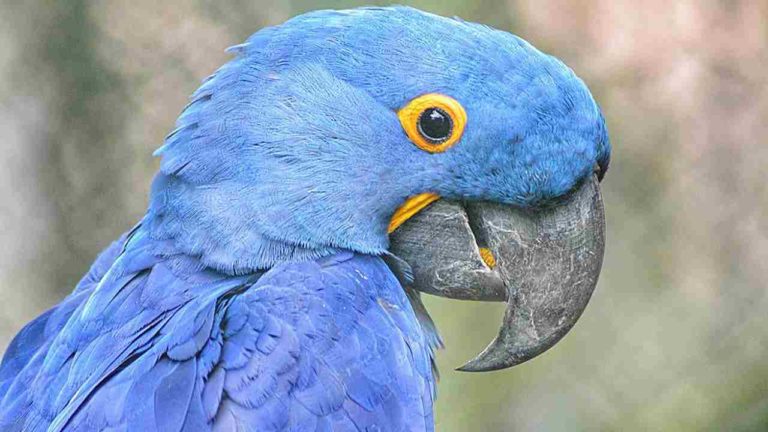 Strategie di conservazione delle specie: anche il pappagallo blu torna in natura