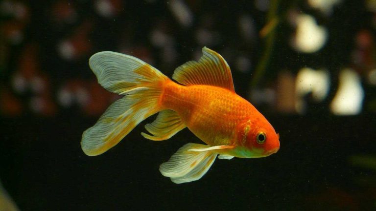 Pesci rossi: perché non vanno liberati in fiumi e laghi